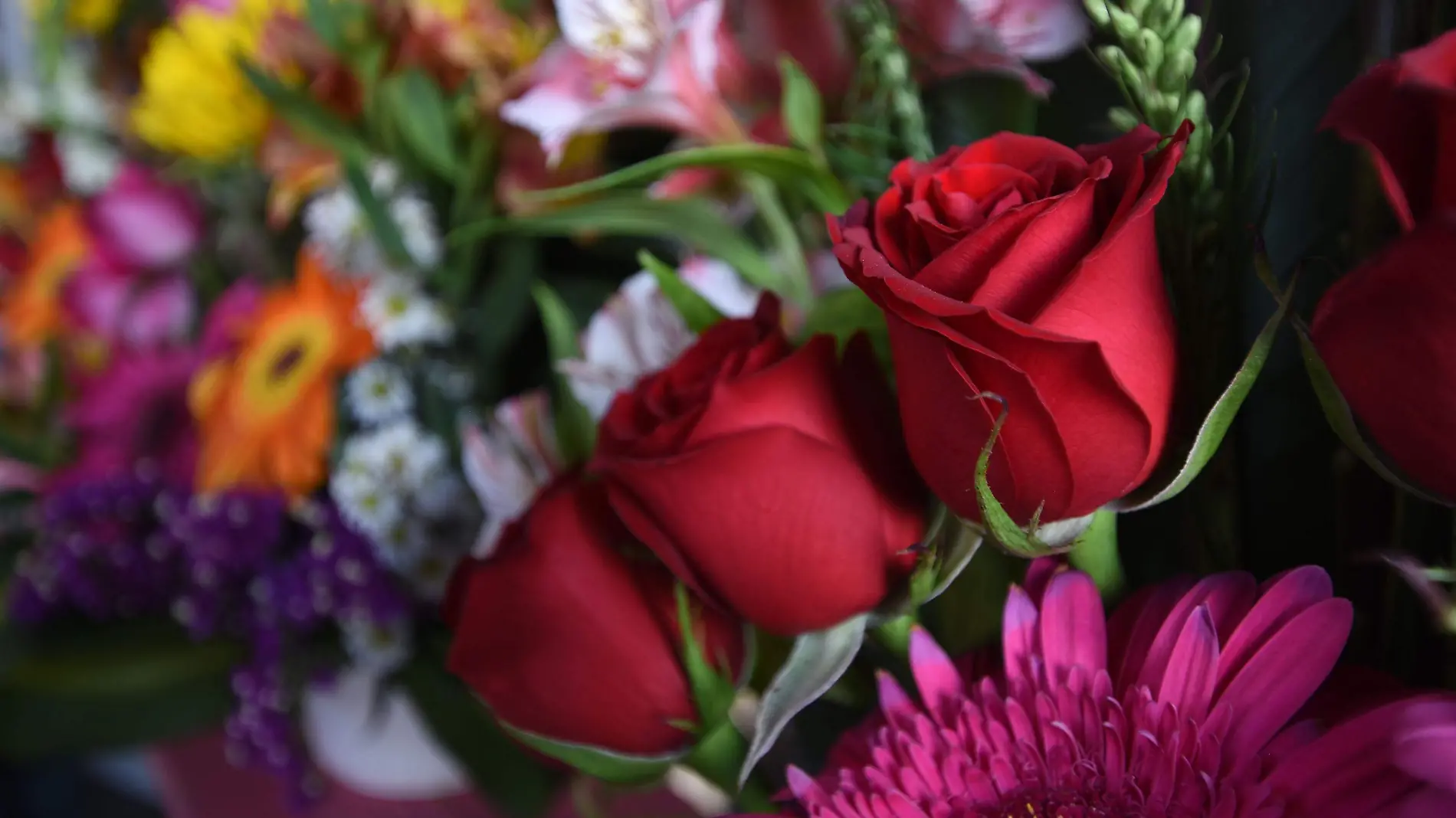 ROSAS, GERBERAS